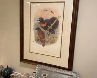 J Gould & H.C Richler print