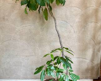 $120; umbrella tree in basket planter; 68"h
