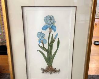 Iris Germanica By Martha Hinson