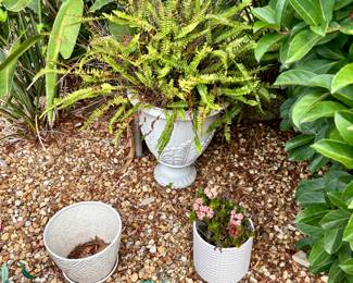 More green plants.