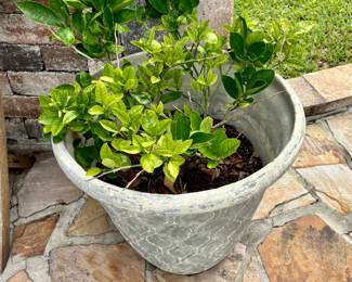 Scientific terminology is "green plant".