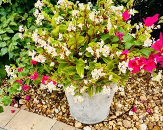"Colorful plant". A distant cousin of the green plant.