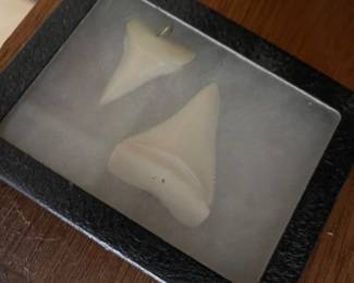 Shark tooth