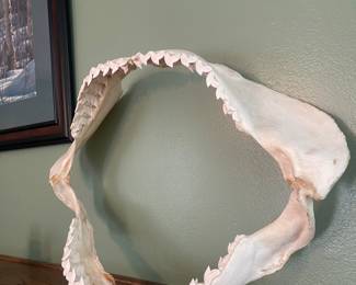 Shark