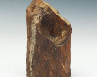 Prehistoric Petrified Fossilised Wood Specimen, in Appearance as Mammoth Task