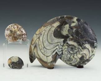 Prehistoric Fossil Decorative Sculptures