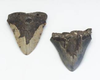 Prehistoric Fossilised Two Large Carcharodon Megalodon Shark Teeth