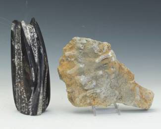 Two Prehistoric Fossilised Specimens, Cephalopod Era, 370 Mya and Early Ordovician Epoch, 485.4 to 470 Mya