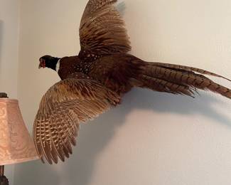 TAXIDERMIED RING NECK PHEASANT