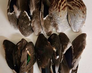 Duck feathers for crafting