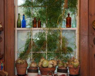 "Climbing Onion" (Bowiea volubilis) plants!