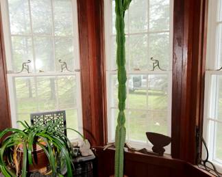 A seven-foot tall cactus plant!