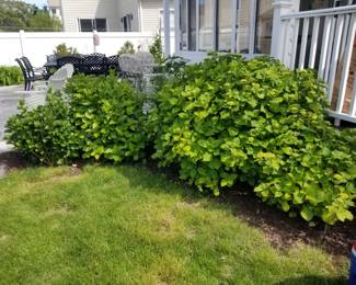 Hydrangeas