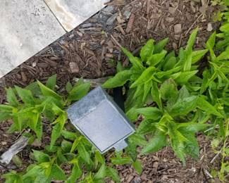 Plants; solar lights
