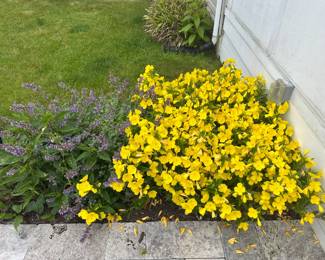 Pretty plants