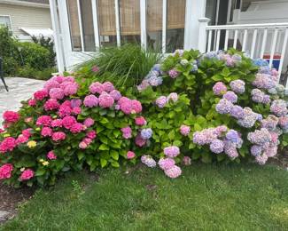 Hydrangeas
