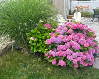 Hydrangeas; ornamental grasses