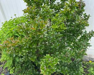 Shrubs