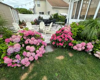 Hydrangeas