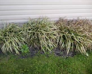 Plants