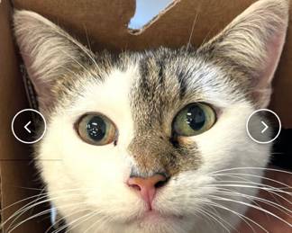MEOW. Remember this cute face, I may still do a few great sales by myself. Just look for this face in the listings.