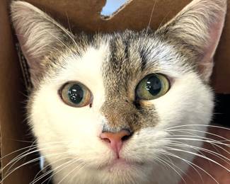 Remember my cute face. I may decide to do some great sales under my name. If you see me, look at the sale. MEOW.