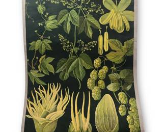 European School Chart, Botanical