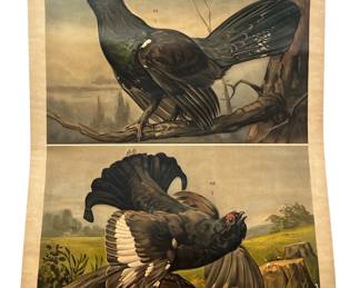 European School Chart Capercaillie Scottish Birds