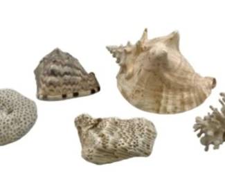 Group Of Sea Shells And Reef Decorations