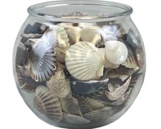 Coastal Sea Shell Collection In Glass Vase