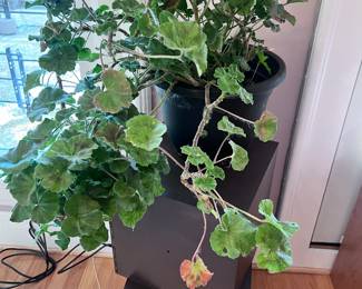Zoal Geranium plant