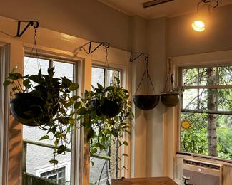 Plants for sale