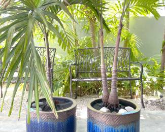 2 large potted plants