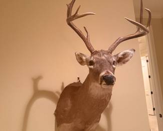 Deer Mount