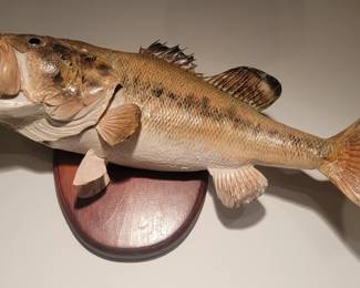Mounted Bass