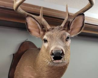 Deer Mount