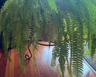 Plants