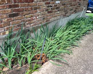 Irises can be dug on Sunday following the sale