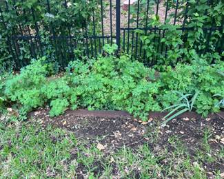Columbine. Can be dug on Sunday following the sale