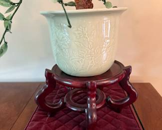 Chinese Jade Tree