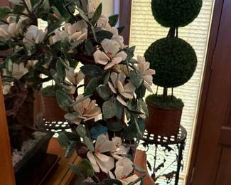 Chinese Jade Tree