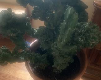 Large brain cactus,