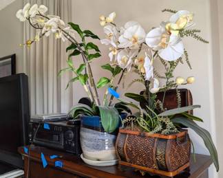 AWT012 - Orchids Floral Arrangements.
