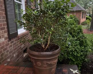 B143 - $250. PAIR of LARGE Vintage Terra Cotta Planters (includes small bushes planted in them) No cracks or issues noted.