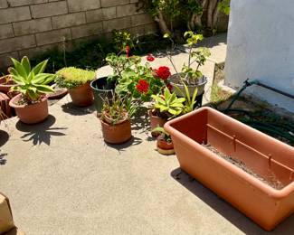 Plants.