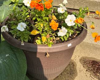 Planters and Plants