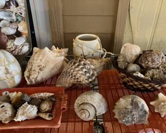 Lots of Seashells