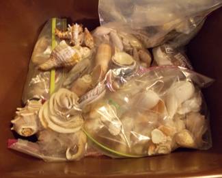 Sea Shells