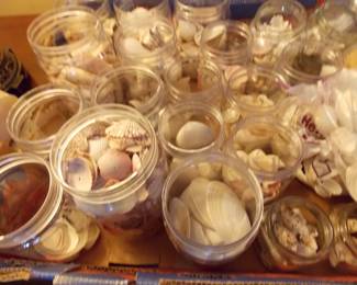 Sea Shells