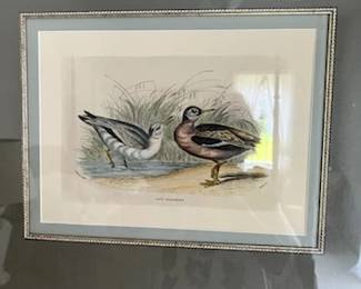 Set of 4 of these bird prints